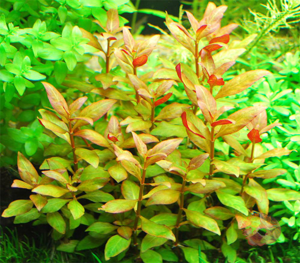 Cây Huyết Tam Lang là dạng cây rất dễ trồng trong hồ thủy sinh. Nó phát triển tốt ở điều kiện ánh sáng cao và hồ dinh dưỡng nhiều. Nếu bổ sung thêm Co2 cây Huyết Tam Lang sẽ cho ra lá đỏ đậm và phát tốc độ rất nhanh.